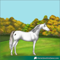 Horse Color:White Spotted Amber Champagne Appaloosa Rabicano 