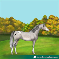 Horse Color:Brown Dun Appaloosa 