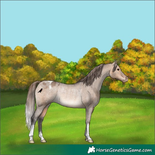 Horse Color:Bay Dun Appaloosa Rabicano 