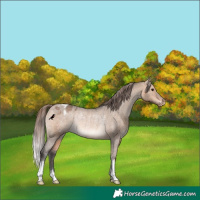 Horse Color:Bay Dun Appaloosa Rabicano 