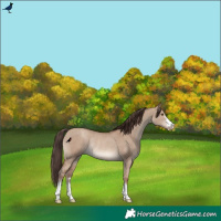 Horse Color:Classic Champagne Dun Rabicano 
