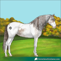 Horse Color:White Spotted Classic Champagne Tobiano Appaloosa 