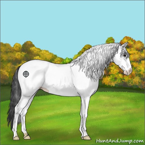 Horse Color:White Spotted Black Appaloosa 
