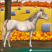 Horse Color:Red Roan Pearl Tobiano Frame 