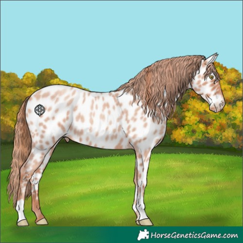 Horse Color:Gold Champagne Roan Appaloosa 