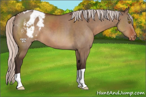 Horse Color:Silver Brown Dun Appaloosa 