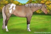 Horse Color:Silver Brown Dun Appaloosa 