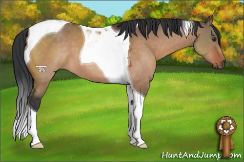 Horse Color:Brown Dun Tobiano 