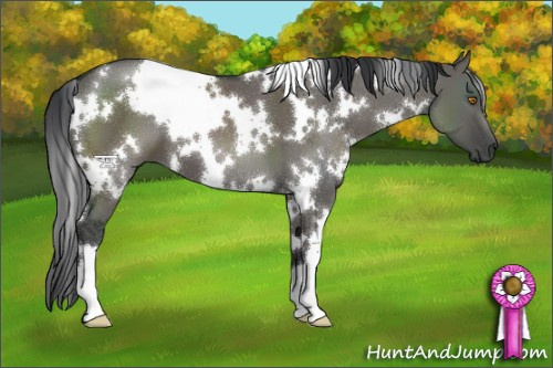 Horse Color:White Spotted Grullo 