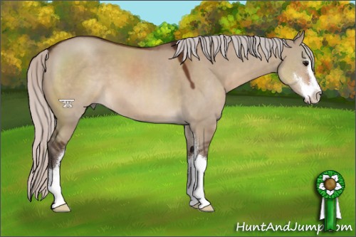 Horse Color:Silver Brown Dun Sabino 