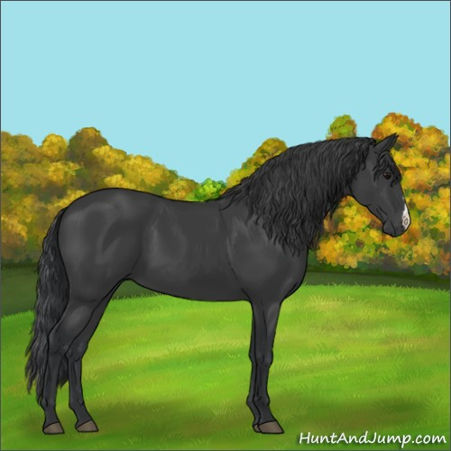Horse Color:Black 