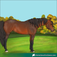Horse Color:Bay 