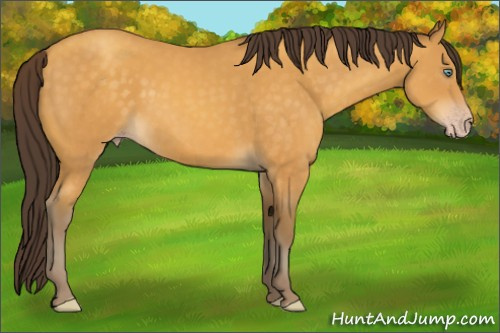 Horse Color:Amber Cream Champagne 