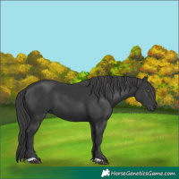 Horse Color:Black 