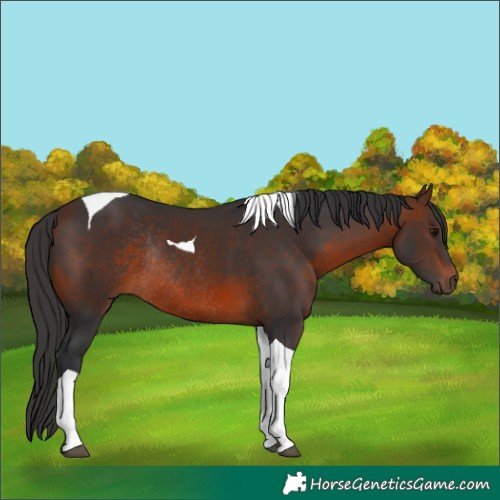 Horse Color:Brown Tobiano Rabicano 