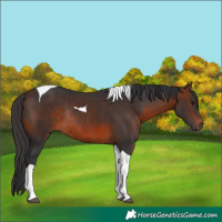 Horse Color:Brown Tobiano Rabicano 