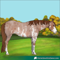 Horse Color:Red Roan Sabino Rabicano 
