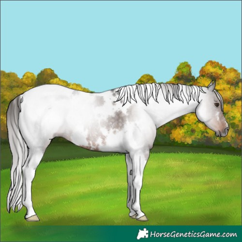 Horse Color:Gray White Spotted Liver Chestnut Tobiano Rabicano 