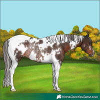 Horse Color:Gray White Spotted Liver Chestnut Tobiano Rabicano