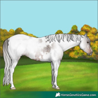 Horse Color:Gray White Spotted Liver Chestnut Tobiano Rabicano 