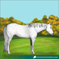 Horse Color:Gray Brown Sabino 