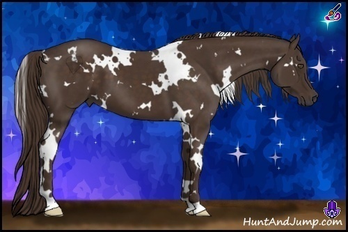 Horse Color:White Spotted Liver Chestnut