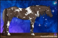 Horse Color:White Spotted Liver Chestnut