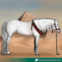 Horse Color:Gray Bay 