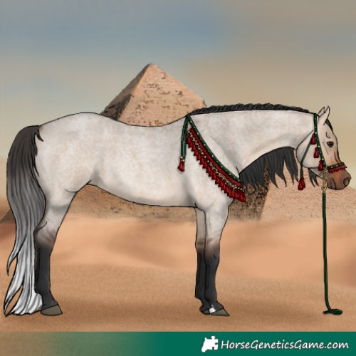 Horse Color:Bay Roan Dun 