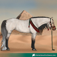 Horse Color:Bay Roan Dun 