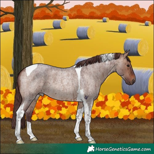 Horse Color:Chocolate Brown Roan Dun Tobiano Brindle 