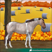 Horse Color:Chocolate Brown Roan Dun Tobiano Brindle 