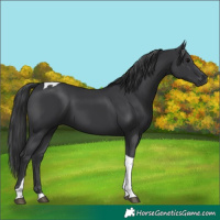 Horse Color:Black Tobiano 