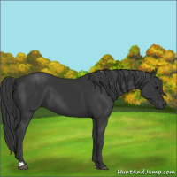 Horse Color:Black 