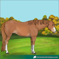 Horse Color:Chestnut 