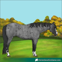 Horse Color:Blue Roan 