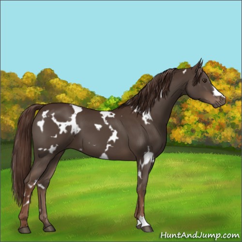 Horse Color:White Spotted Liver Chestnut 