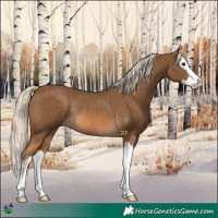 Horse Color:Chocolate Palomino Splash Rabicano