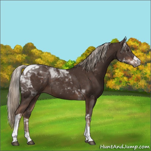 Horse Color:Liver Chestnut Tobiano 