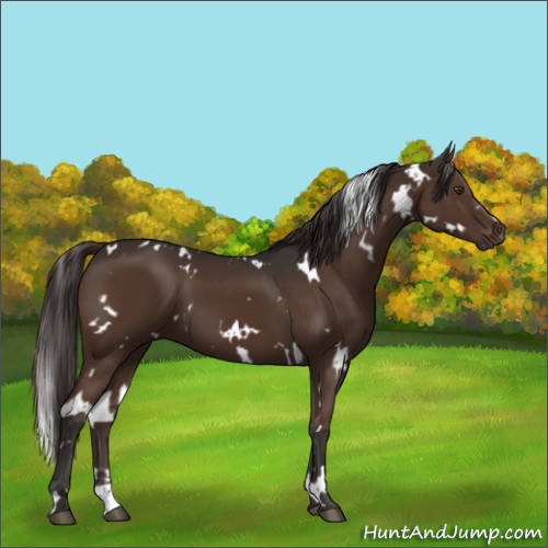 Horse Color:White Spotted Liver Chestnut 