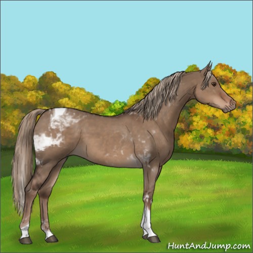Horse Color:Liver Red Dun Tobiano Rabicano 