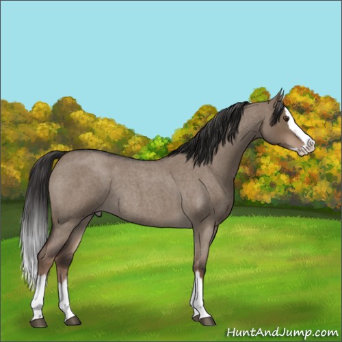 Horse Color:Liver Red Dun Roan Splash Rabicano 