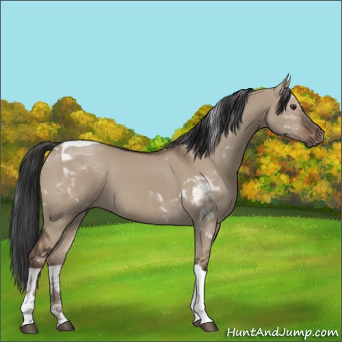 Horse Color:Liver Red Dun Tobiano Rabicano 