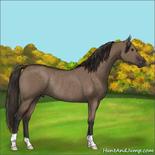 Horse Color:Liver Red Dun Rabicano 