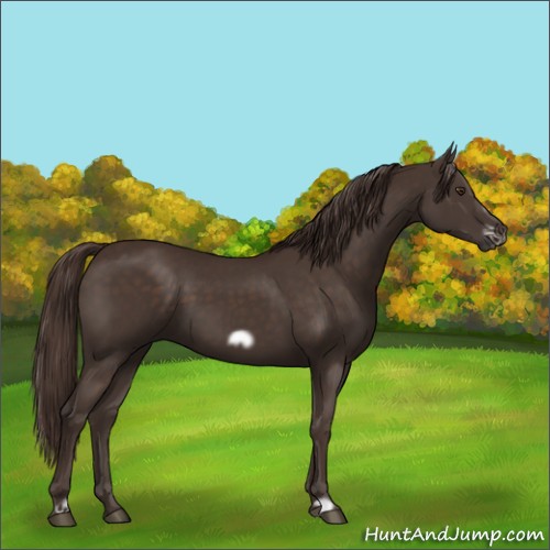 Horse Color:Liver Chestnut Frame 