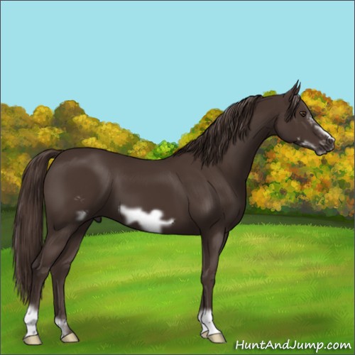 Horse Color:Liver Chestnut Frame 