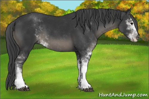 Horse Color:Black Sabino