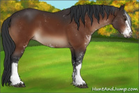 Horse Color:Brown Sabino 