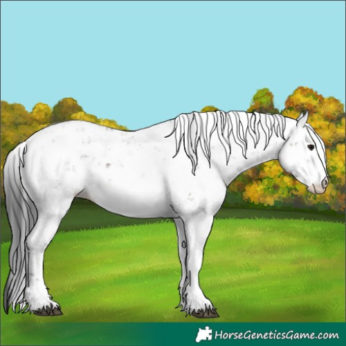 Horse Color:Brown Sabino 