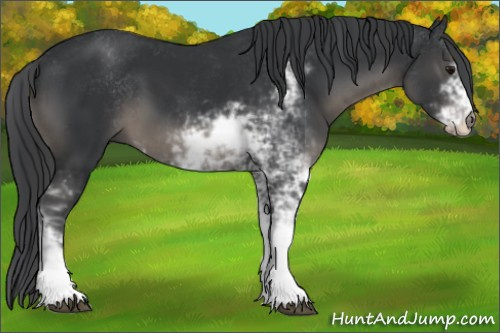 Horse Color:Black Sabino